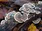 Lepketapló (Trametes versicolor), Pilis